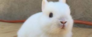 侏儒兔一天喂食多少