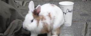 兔子吃什么长得快又胖