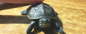 乌龟只喝水能活多久