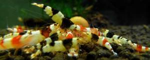 水晶虾抱卵多久孵化