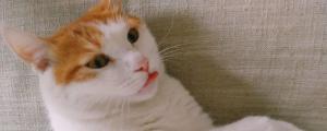 猫舌头发白