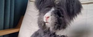 兔子毛球病前兆