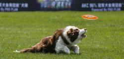 12月6-8日：潍坊CKU全犬种冠军展6场(CAC)