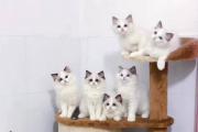 普通布偶猫多少钱一只幼崽，纯种价格至少8千起