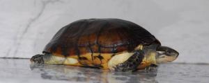 乌龟喜欢刷背的表现