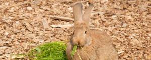 兔子吃什么野草