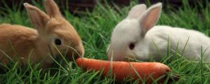 兔子可以吃胡萝卜吗