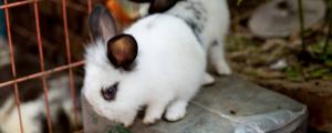 兔子挠痒痒是有跳蚤吗