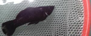 黑玛丽鱼小鱼注意事项