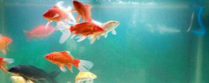 鱼缸水肥对鱼有影响吗