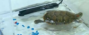 乌龟可以养在鱼缸深水里面吗