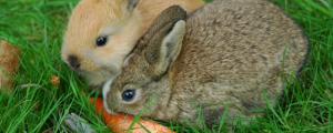 兔子可以吃猫粮吗