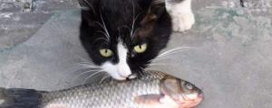 猫爱吃鱼吗