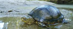 草龟放生到河里能活吗