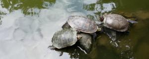 乌龟几天换一次水