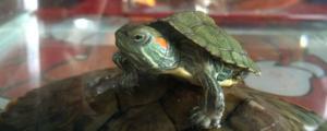 小乌龟多久能长大