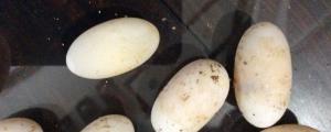 乌龟蛋孵化后期凹陷怎么处理