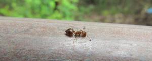 蚂蚁每分钟能爬多少
