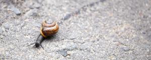 蜗牛为什么会冬眠呢