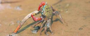红螯相手蟹寿命多长能活几年