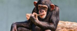 黑猩猩智商相当于几岁