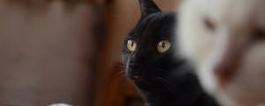 怎么确定黑猫是玄猫
