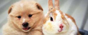 狗和兔子能一起养吗