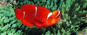  透红小丑鱼繁殖条件