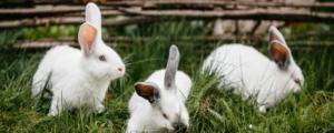 幼兔子能生吃胡萝卜吗