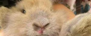 兔子得了鼻炎怎么治疗