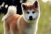 忠犬八公是什么狗，日本著名的国犬秋田犬