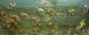 河蟹能一直养在水里吗