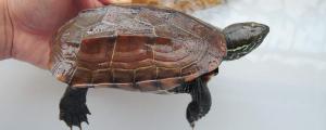 中华草龟寿命