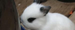 侏儒兔几个月成年