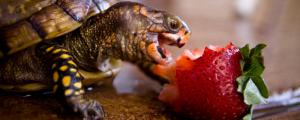 乌龟可以吃葡萄吗