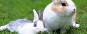 兔子如何区分公母