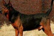 中国山红犬是六犬杂交，被德牧挤出市场(曾上万元一只)