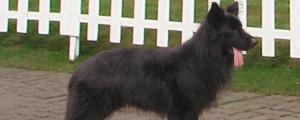 黑熊狗多少钱一只，一只纯种黑熊犬的价格在10000元以上