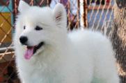 萨摩耶价格一般是多少，宠物级幼犬一只1200～3500元