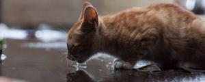 猫喝水多正常吗
