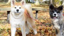 日本秋田犬价格多少钱一只，正宗纯种秋田犬大概多贵