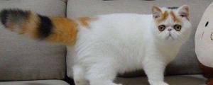 加菲猫各阶段标准体重
