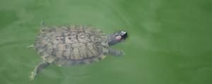 乌龟为什么能活很久