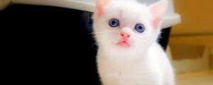 中华大白猫为什么叫气死猫
