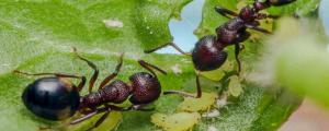 小蚂蚁的特点是什么