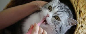 猫多大开始刷牙