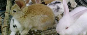刚出生的兔子怎么养吃什么