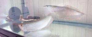 银龙鱼不吃食能活多久