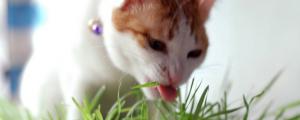 幼猫可以吃猫草吗