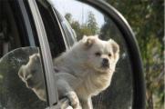 狗怎么会晕车怎么办，4个方法可有效缓解症状
